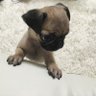 さくたろう's profile picture