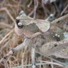Фото профиля анадримадуза ретовського 🦗