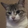 Ligia's profile picture