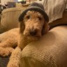 Dame Undinia's profile picture