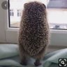 ハリネズミのジレンマ 的头像