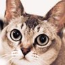 L Z im profil fotoğrafı