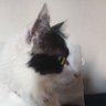 Profilbild von nico