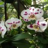 Magnolia profil fotoğrafı