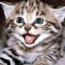 Profilbild von Alex