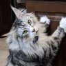 Taz's profile picture