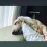 こうこ profil fotoğrafı