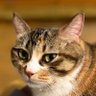 Фото профиля 猫又🐈超絶できる猫🐈