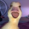 Profilbild von laviolaajuu