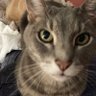 Henrietta Sazdanoff's profile picture