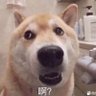 HiTF 的头像