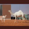 Фото профиля علي البقمي