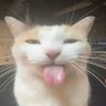 (insert meme)'s profile picture