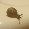 Profilbild von Snail