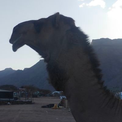 AL_Wailii's profile picture