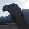 هادي بن زعمان profil fotoğrafı