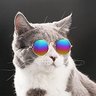 🍀🍀Incognito Kitten's Ghost🍀🍀🇮🇪🇺🇸 的头像