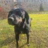 усредненный пользователь profil fotoğrafı