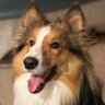 Profilbild von Walker Texas Sheltie
