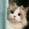 好奇害死猫 profil fotoğrafı