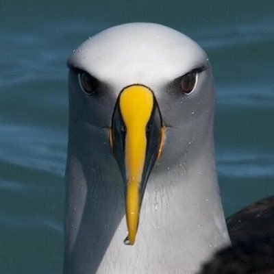 새프로필사진's profile picture