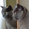 Profilbild von Birdy Le chat