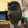 ぴーちゃん profil fotoğrafı