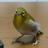 🦜みかんの父さん 的头像