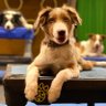 Pawsitive Vybe profil fotoğrafı