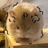 犭苗凯੭ ᐕ)੭*⁾⁾'s profile picture