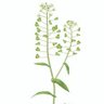 Фото профиля ぺんぺんぐさஐ🕊️