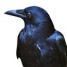 TheTrooperDave's profile picture