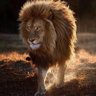 Фото профиля VJ 𝕷𝕰𝕺🦁