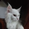 Al katraz profil fotoğrafı