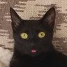 Profilbild von Insulting Advice