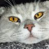 Profilbild von Кіт Михай