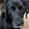 Profilbild von Ladybird66