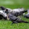 Steelers_17-0 profil fotoğrafı