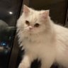 Faisal al-Dakheel profil fotoğrafı