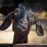 Gloat The Goat God's profile picture