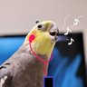 ポン's profile picture
