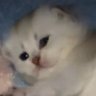 guh's profile picture