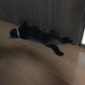 Фото профиля 猫にラーメン