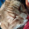 CouchPotato profil fotoğrafı