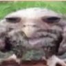 Thegaminggoose profil fotoğrafı