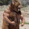 kingbearpig's profile picture