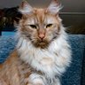 Profilbild von deathchy