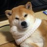 Profilbild von nobuyoshi