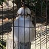 こはる(たふたふ専門家) 的头像