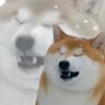 Profilbild von 奖励超人鸟鸟子